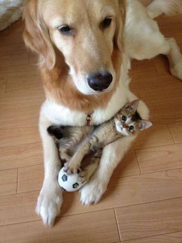 Kutya és cica