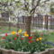 tulipánok a cseresznyefa alatt