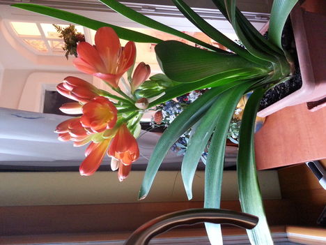 Clivia2014ápr