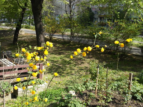 DSCF5532