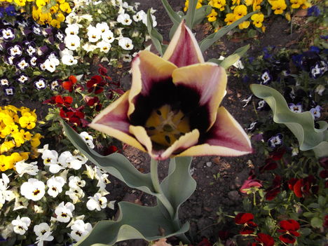 DSCF5574