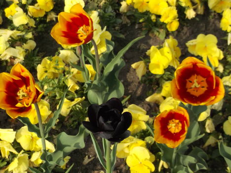 DSCF5577