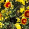 DSCF5577