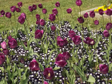 DSCF5579