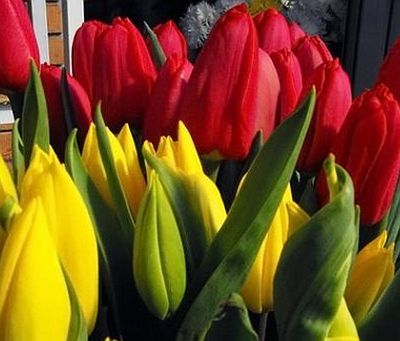 Fésűs Éva: Tulipán