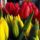 Fesus_eva_tulipan_1828668_9155_t