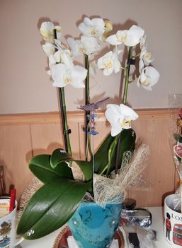 Legújabb orchideám