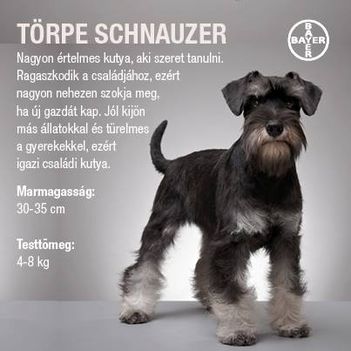 Törpe schnauzer jellemzői