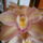 Ujabb_cymbidium_1828882_2574_t