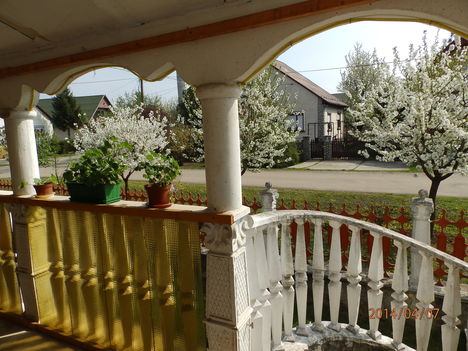Virágzásban.  