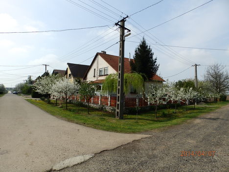 Virágzásban.  