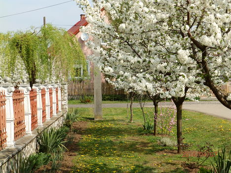 Virágzásban.    