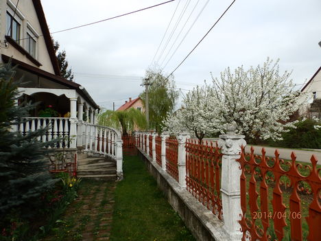 Virágzásban.  