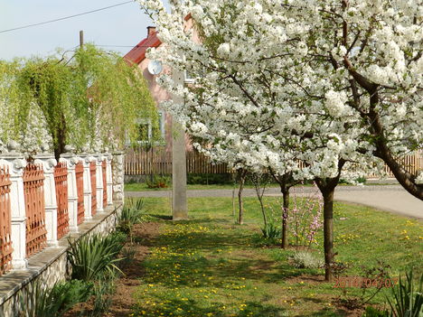 Virágzásban.  