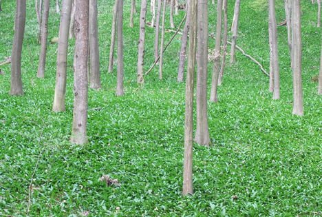 Bakonybéli erdő