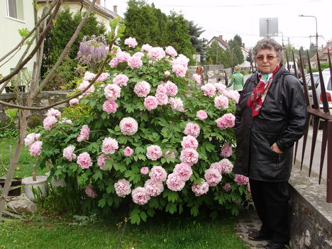 Bánfalvi úti virágok,Irénke kertjéből
