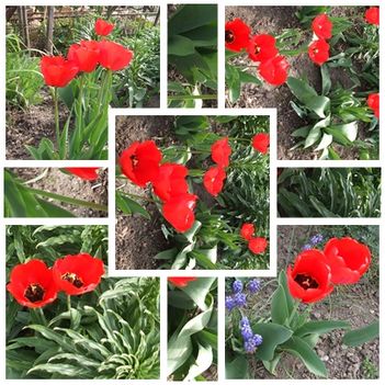 Piros tulipánjaim