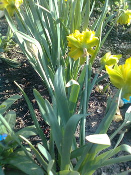 sárga dupla virágu nárciszok