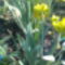 sárga dupla virágu nárciszok