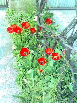 tulipánok a szőlőlugas alatt