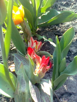 tulipánok, csak nem tudom, hová tünt a száruk?