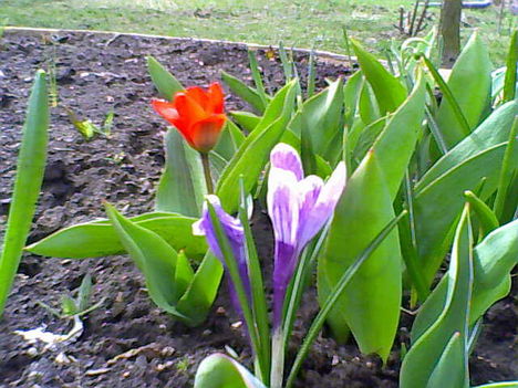 2009.03.31-3 tulipán,