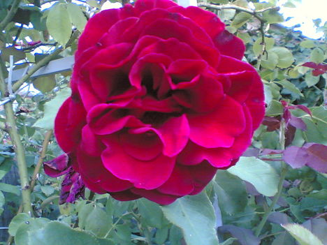 . 4 rózsa