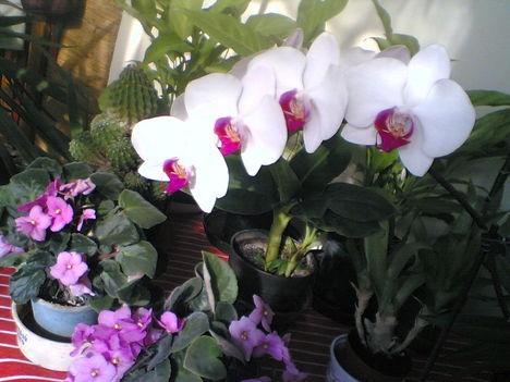 . 5 orchidea