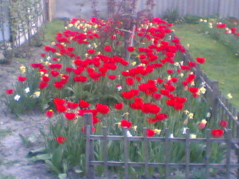 . 7 tulipánok
