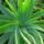 Aloe_vera_182311_62214_t