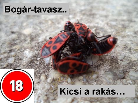 Bogár-tavasz 4