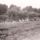 Libak_legeltetese_a_gyopon001_300964_86661_1820266_9095_t