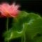 Lotus_Flower_IMGP8189
