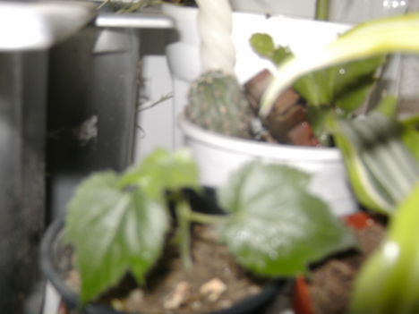 növénykéim 3