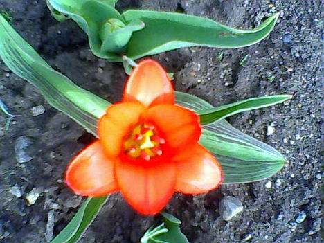 tulipán.