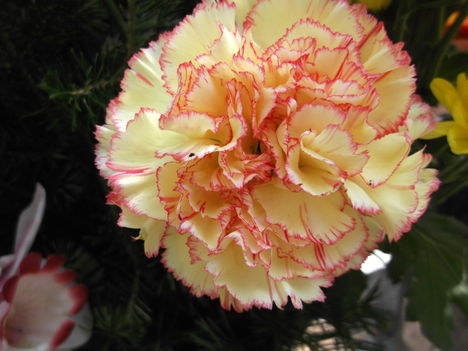 DSCF5744
