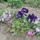 Arvacska_es_langviragok_1833883_9135_t