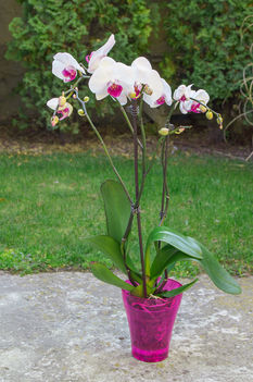 Első orchideám :)