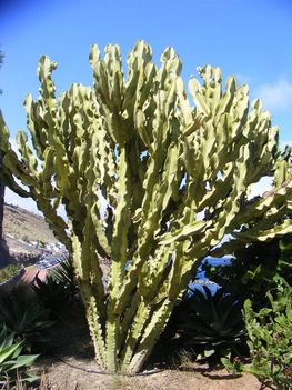 Kaktusz (1)  