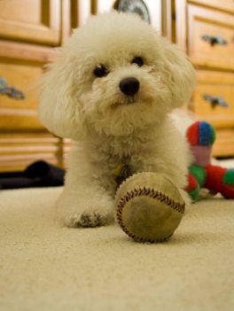 Kutya labdával