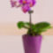 Orchidea mini :3