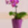 Orchidea_mini_3_1833442_6902_t
