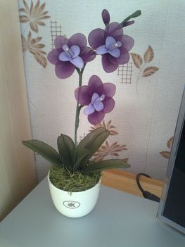 orhidea_1430209_3103_n