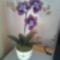 orhidea_1430209_3103_n