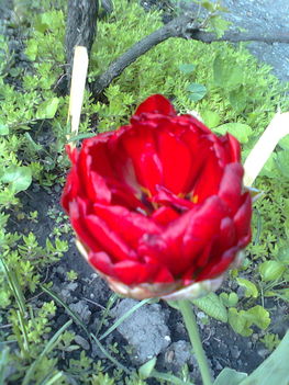 dupla szirmu tulipán