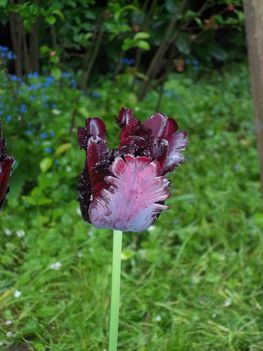 (majdnem) fekete tulipán