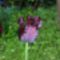 (majdnem) fekete tulipán