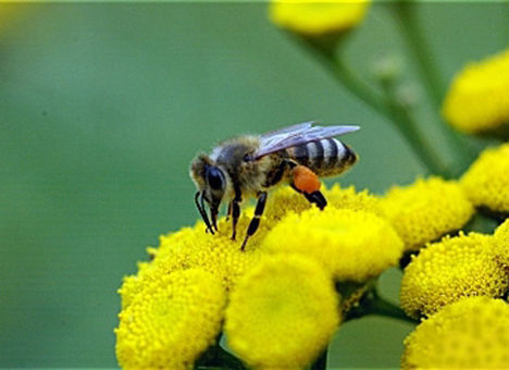 Méhek napja