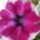 2014__petunia_1836846_3444_t