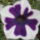 2014_petunia-001_1836853_2950_t